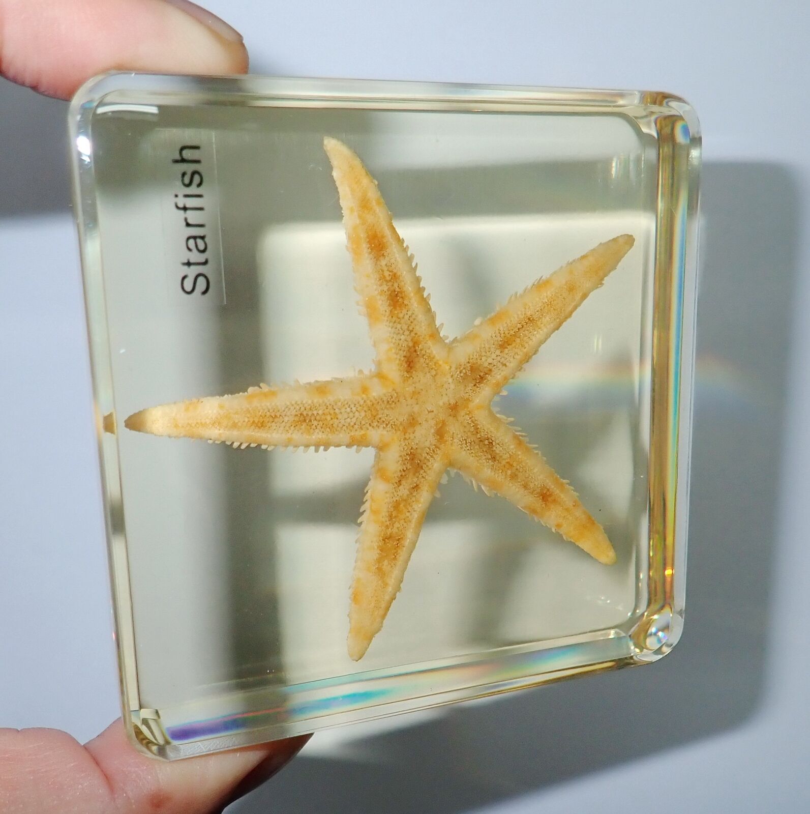 Starfish Flatbottom Seastar In Square Amber Clear Paperweight Name Embedded